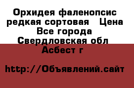 Орхидея фаленопсис редкая сортовая › Цена ­ 800 - Все города  »    . Свердловская обл.,Асбест г.